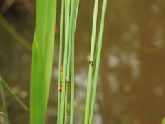 Machaerina juncea
