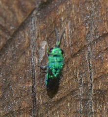 Chrysidoidea