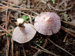 Inocybe geophylla