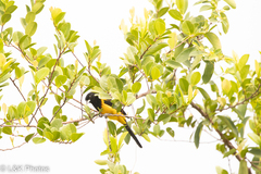 Icterus prosthemelas