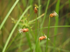 Fimbristylis nutans