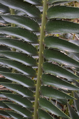 Encephalartos transvenosus