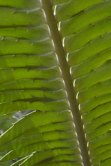 Encephalartos transvenosus