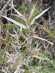 Dichanthelium scabriusculum