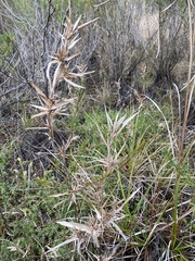 Dichanthelium scabriusculum