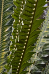 Encephalartos transvenosus
