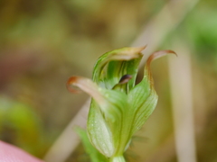 Pterostylis montana
