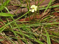 Gompholobium pinnatum