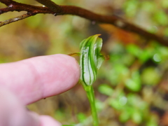 Pterostylis montana