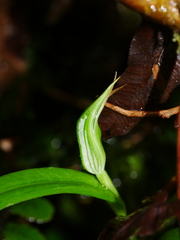 Pterostylis montana
