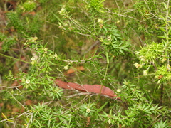Styphelia leptospermoides
