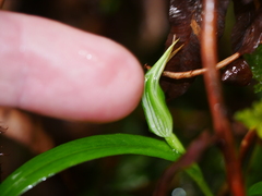 Pterostylis montana