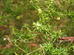 Styphelia leptospermoides