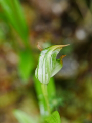 Pterostylis montana