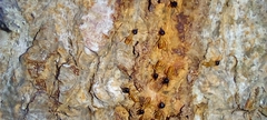 Tenuirostritermes