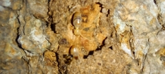 Tenuirostritermes
