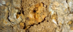 Tenuirostritermes