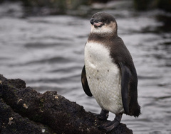 Spheniscus mendiculus