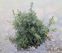 Ilex cornuta