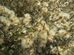 Brickellia veronicifolia