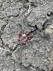 Drosera pygmaea