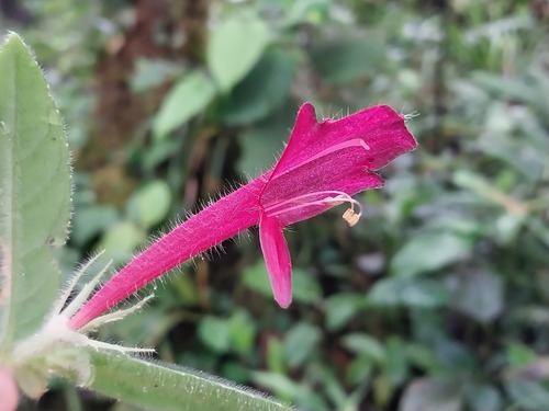 Columnea hirsutissima