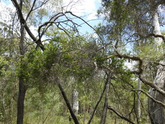 Melaleuca sieberi