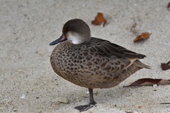 Anas bahamensis galapagensis