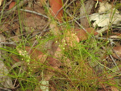 Platysace linearifolia