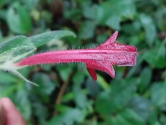 Columnea