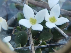 Houstonia procumbens