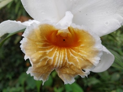Sobralia