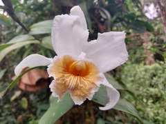 Sobralia