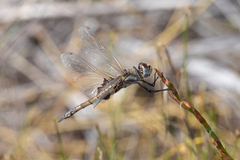 Tramea loewii