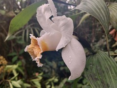 Sobralia