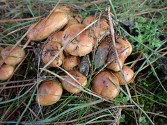Pholiota highlandensis