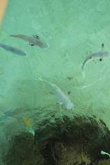 Ellochelon vaigiensis
