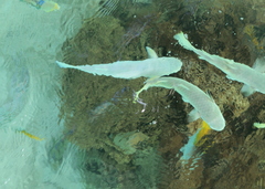 Ellochelon vaigiensis