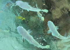 Ellochelon vaigiensis