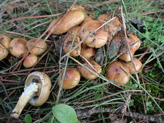 Pholiota highlandensis