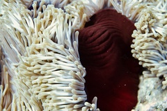 Heteractis magnifica