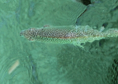 Siganus spinus