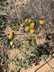 Verbesina encelioides