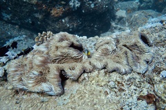 Heteractis magnifica