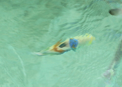 Rhinecanthus aculeatus