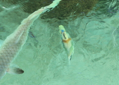 Rhinecanthus aculeatus