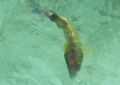 Cheilinus chlorourus