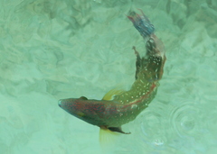 Cheilinus chlorourus