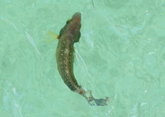 Cheilinus chlorourus