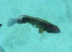 Cheilinus chlorourus